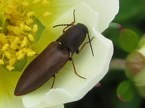 チングルマの花にとまるのはコメツキムシの仲間?(6月)