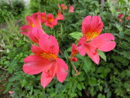 アルストロメリア