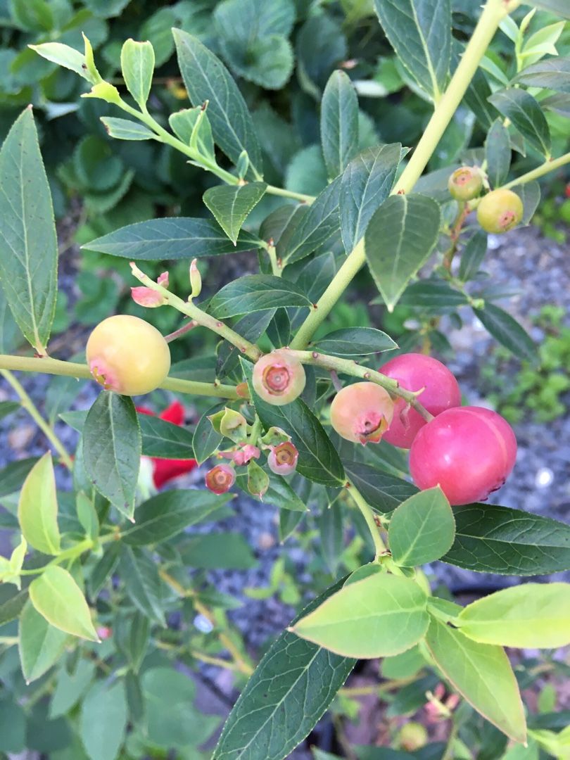 北海道旭川市での果樹栽培記録 Oystaronのブログ 楽天ブログ
