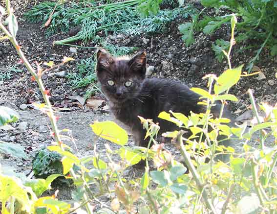 我が家のニャンコ♪2015/11/06-4
