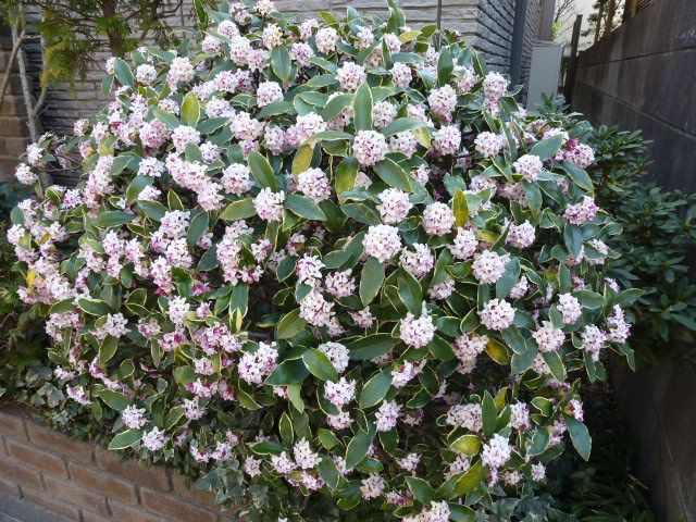 沈丁花 ジンチョウゲ 赤と白 世界らん展の続き 写真あり 私の好きな花 楽天ブログ