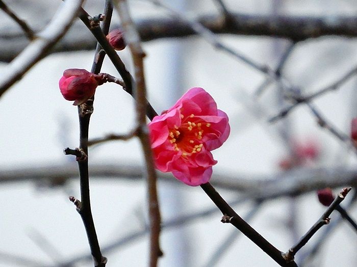 梅の花3