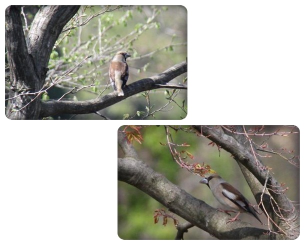 吉岡園地-12 シメ 15.4.22