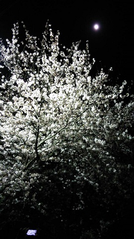 2015033109.jpg