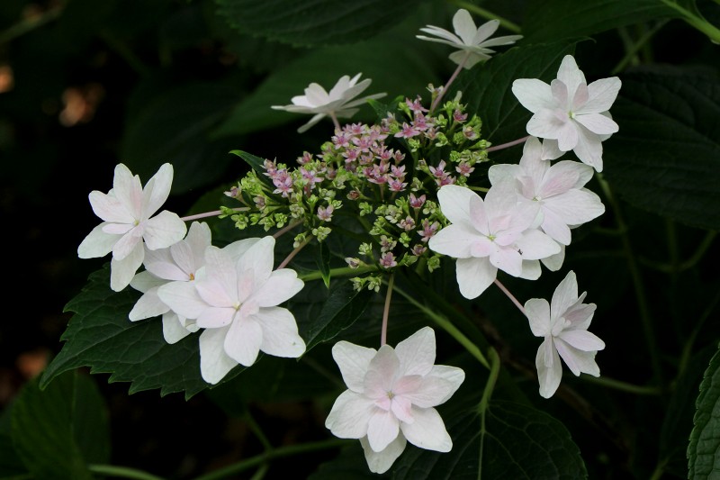 長居植物園_18-5.jpg