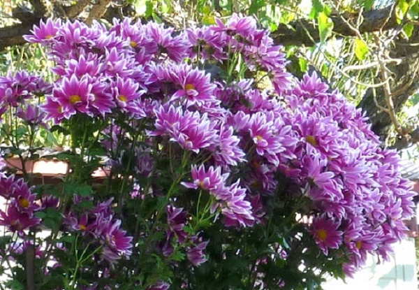 P1070032-002.JPG