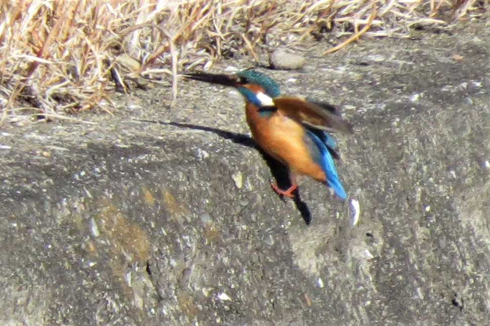 515