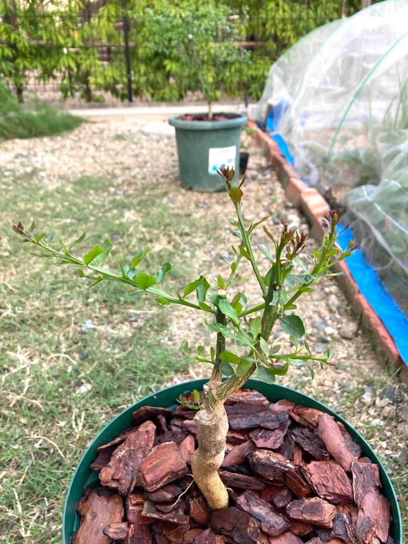 フィンガーライム剪定後の様子 ラビットアイ系 ブルーベリー栽培記録 楽天ブログ