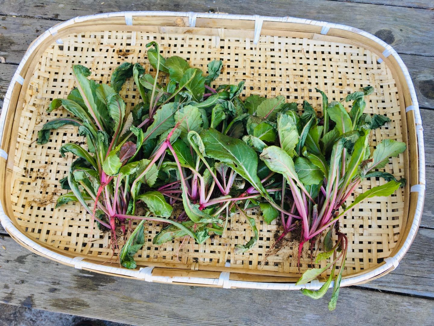 赤カブの間引き 除草 追肥 Futtutyの菜園ブログ 楽天ブログ 赤カブの間引き 除草 追肥 Futtutyの菜園ブログ 楽天ブログ