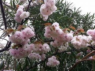 2015-04-19 10.19.43ss.jpg