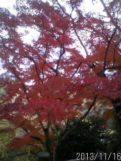 土佐楓