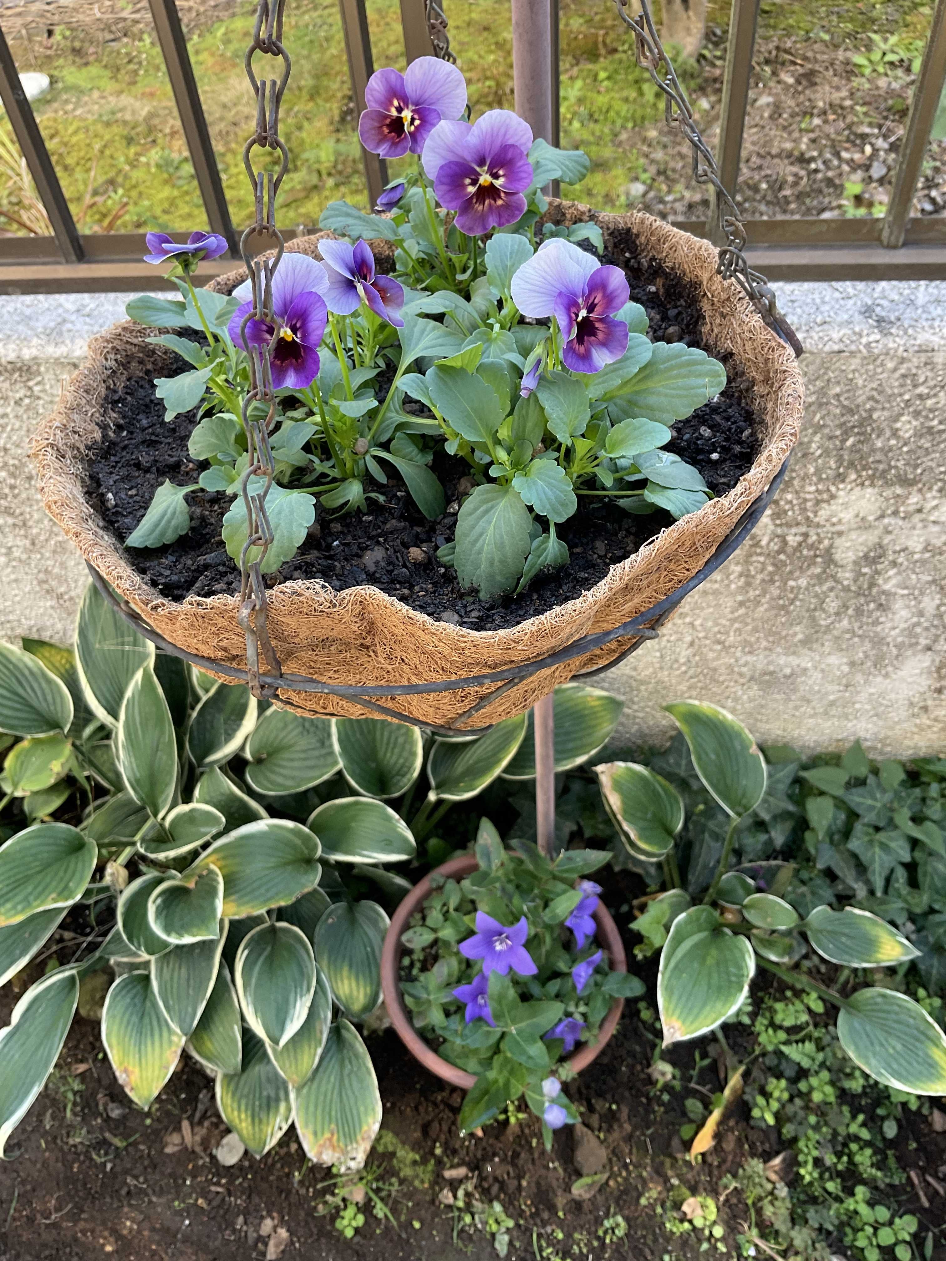 我が家の定番のビオラの花、ぶどうももかの季節がやってきました | 花カホル - 楽天ブログ