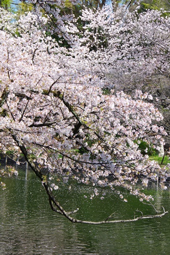 井の頭恩賜公園にて