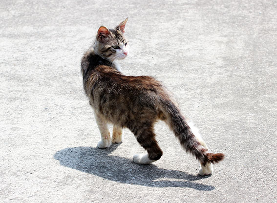 我が家のニャンコ♪2015/5/14-3