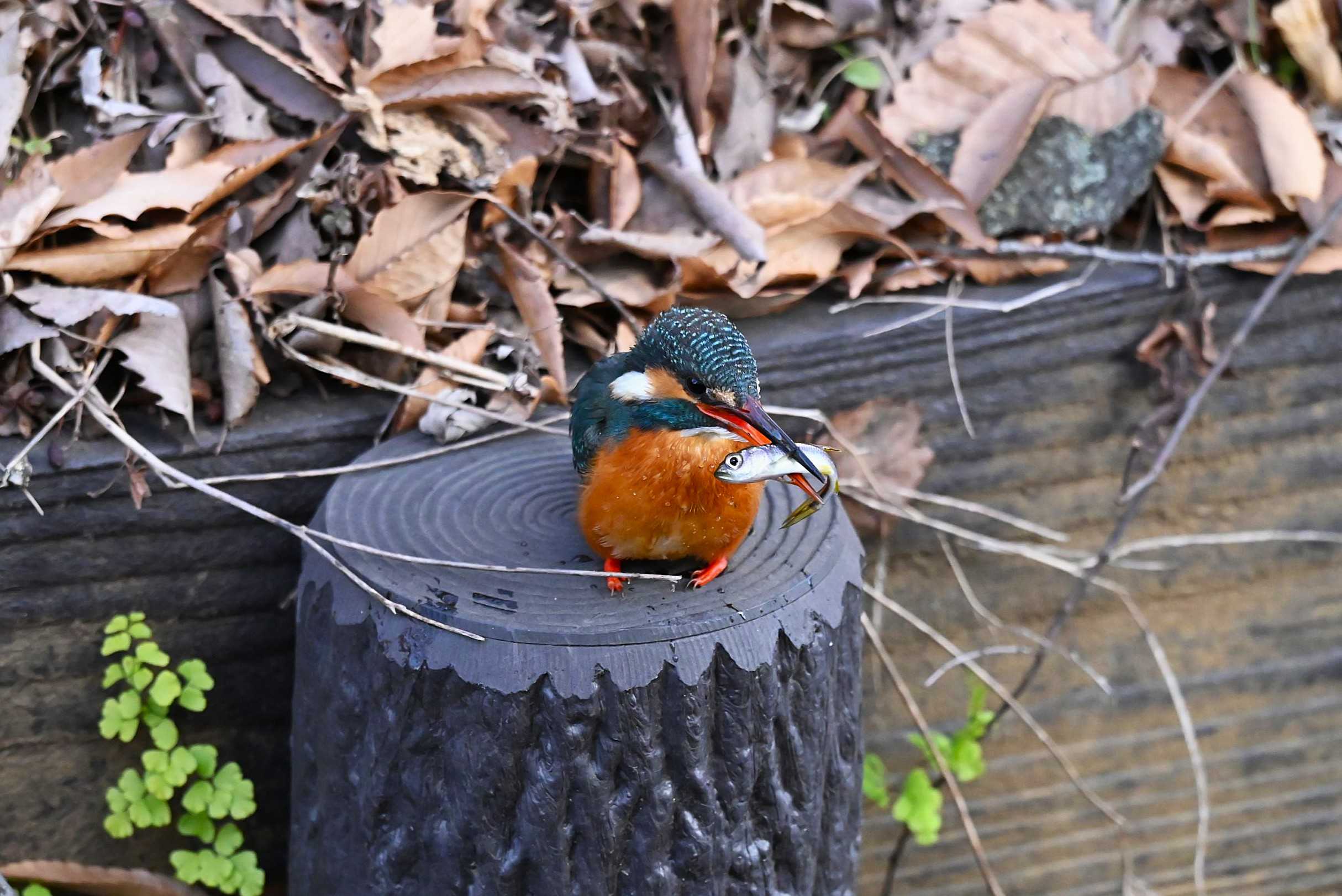 そこに　　翡翠が　　いるから・・