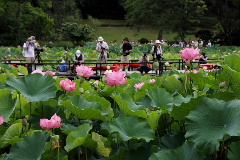 庭園蓮池_005.jpg