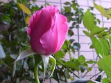 P1120159.JPG