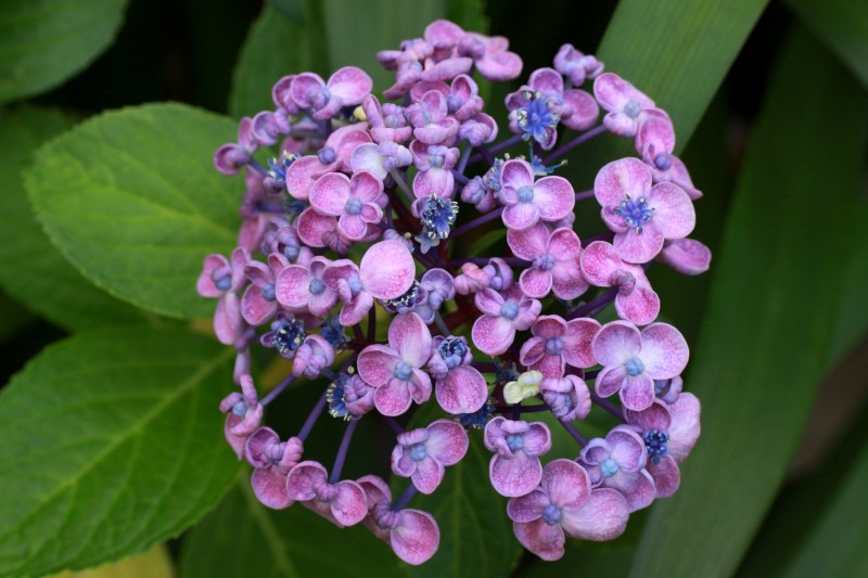 渦巻き紫陽花.jpg