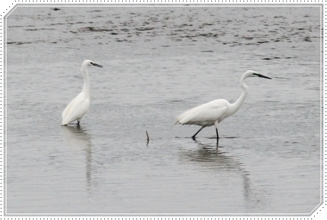 犀川河川敷-4 コサギとダイサギ 13.5.4