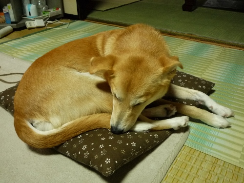 P1150637 (500x375).jpg