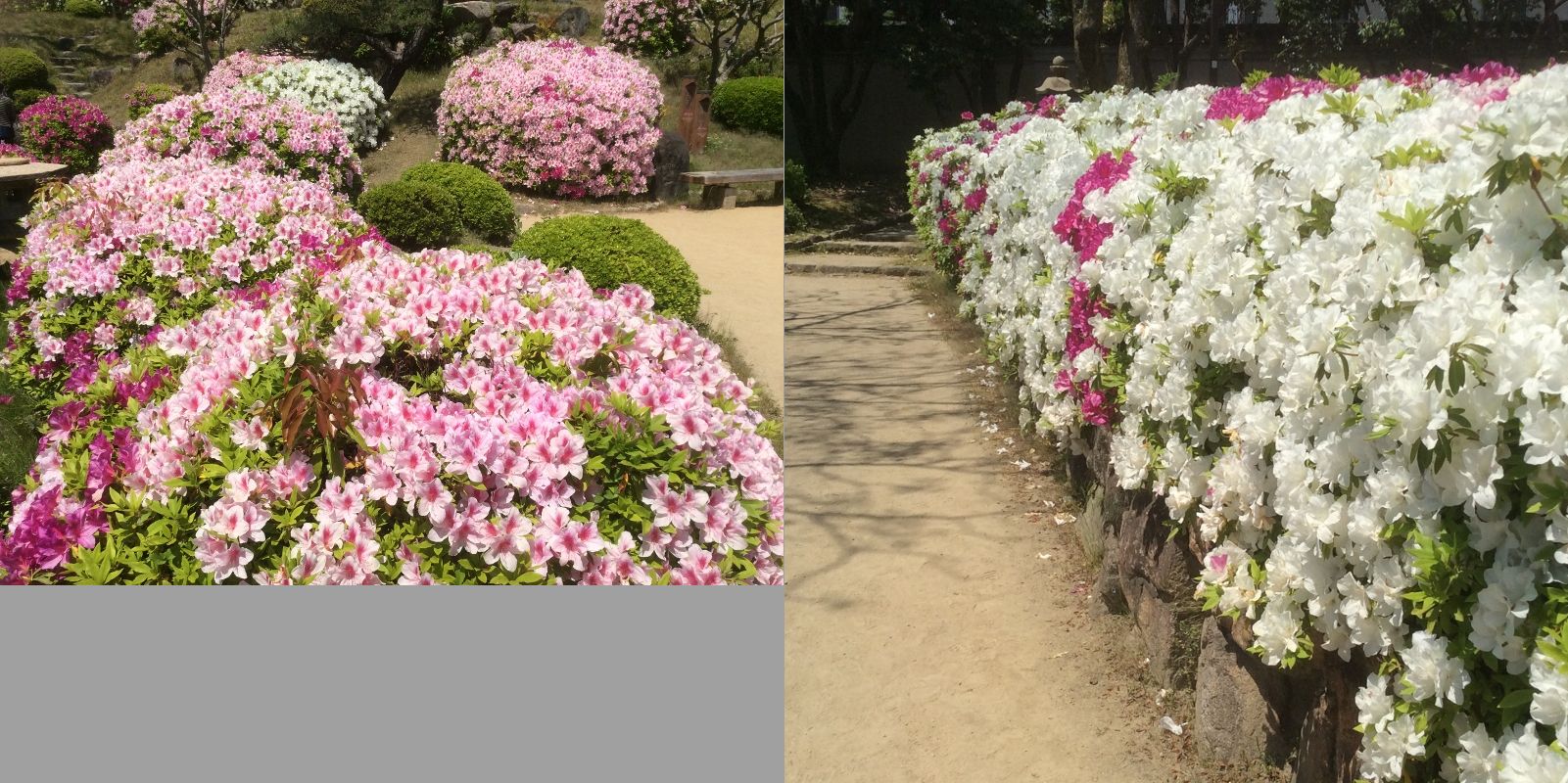 033 (800x598)相楽園３.jpg