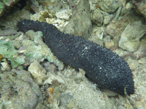 沖縄磯採集2016年7月上旬22　ニセクロナマコ（Holothuria leucospilota）