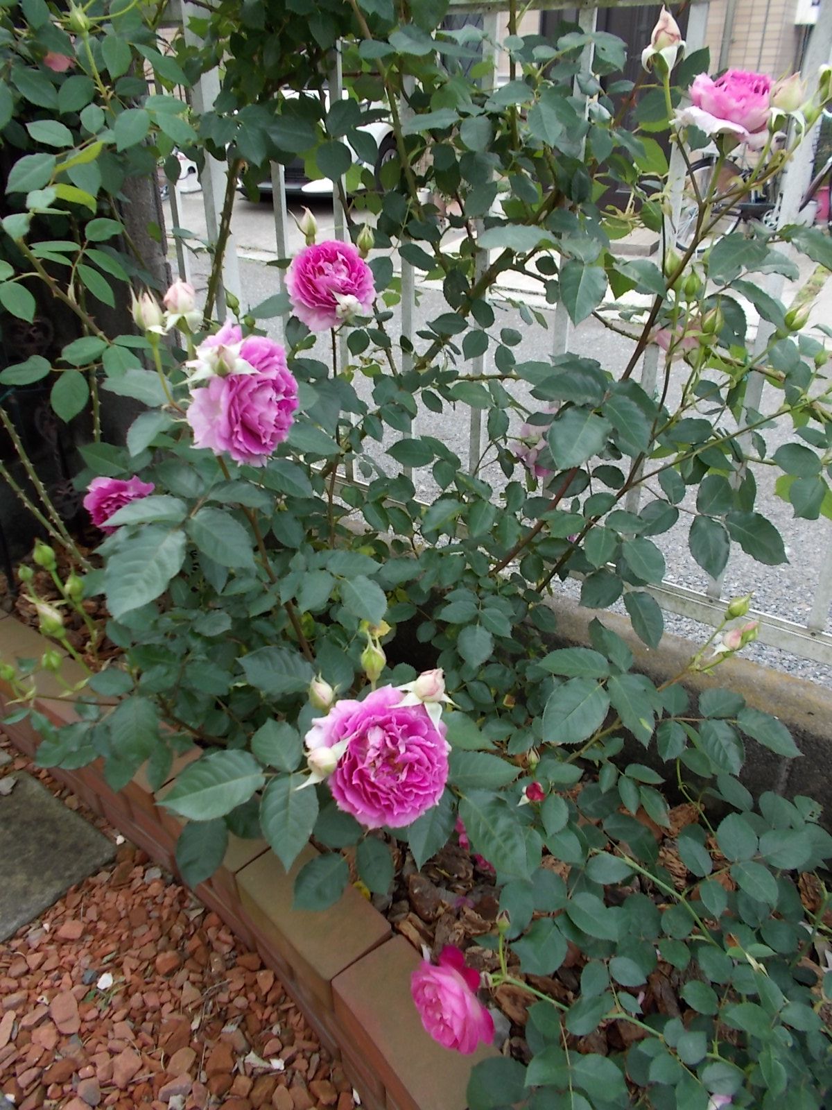 シェエラザード 品種紹介 バラを咲かせることが好き 楽天ブログ