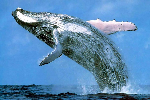 国内のホエールウオッチングでも要注意 クジラのジャンプで船大破 動画有 愛すべき道具達 楽天ブログ