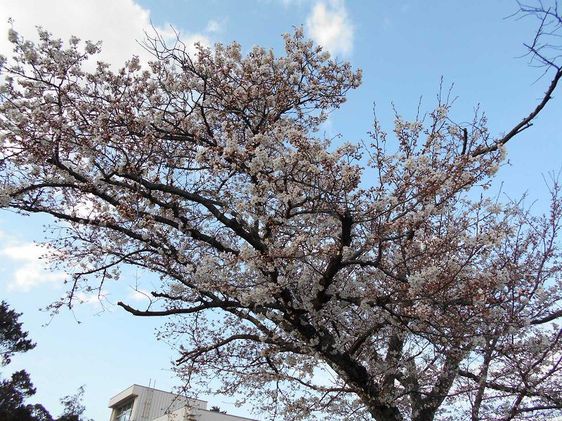 桜老木