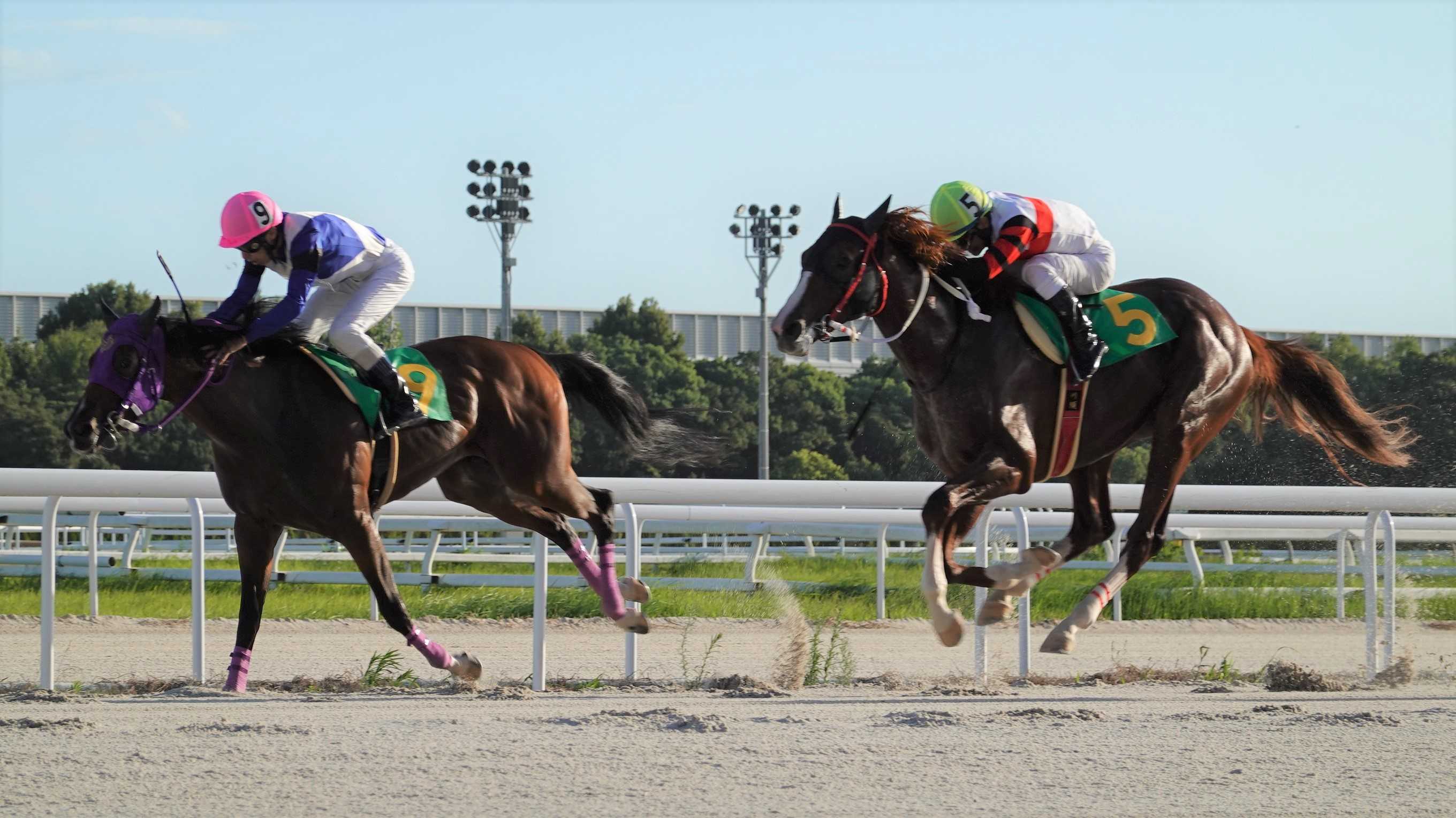 活躍を期する秋の気配も すぐそこに 地方競馬の楽天競馬 日替わりライターブログ 楽天ブログ