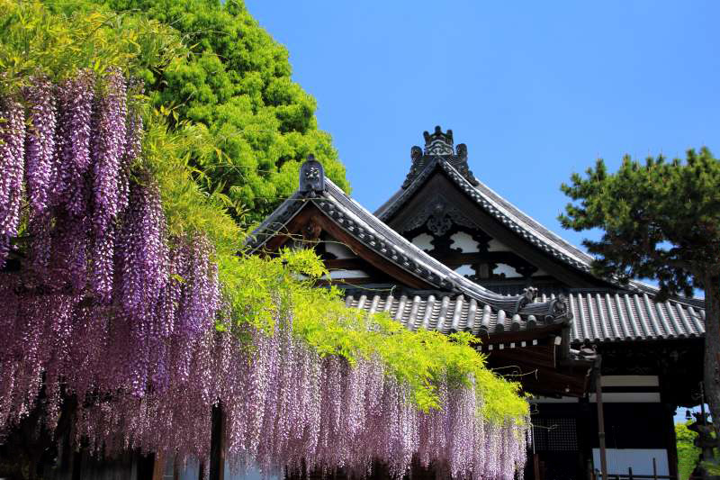 葛井寺の藤_003.jpg