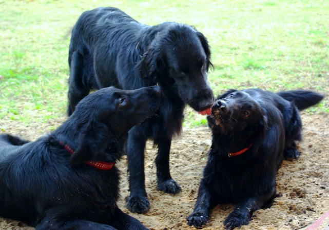 0606 The flat-coated trio.jpg