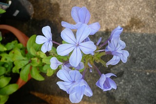 P1050991ss.jpg