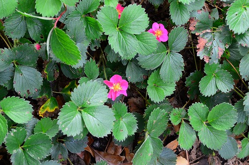 ピンクのイチゴの花