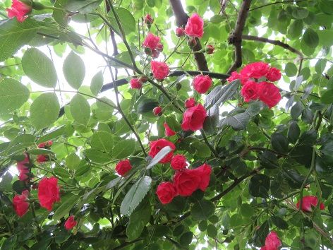 挿し木の赤ツル薔薇がアーチを作る 宿根カスミソウ 静かな時が流れる 風の庭 楽天ブログ