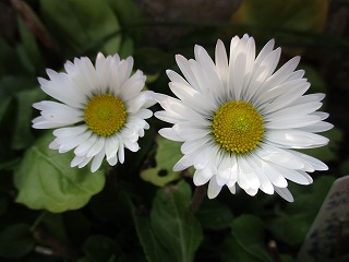 IMG_6478ss.jpg