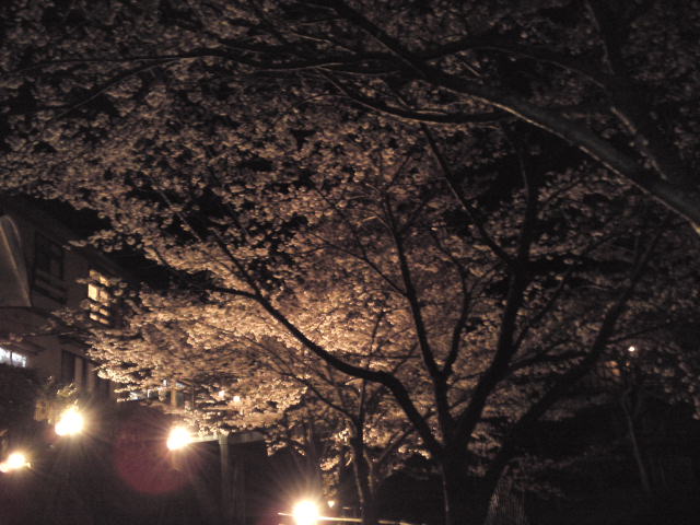 夜桜