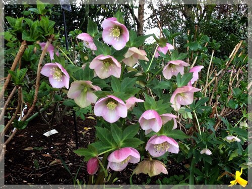 クリスマスローズ