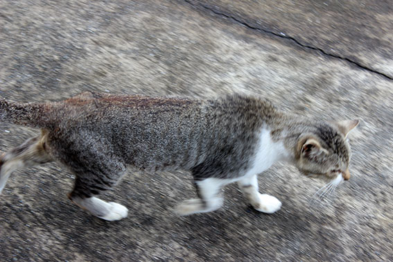 我が家のニャンコ♪2014/07/19-3