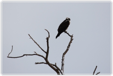 河北潟干拓地-4 ミサゴ-1 13.1.5