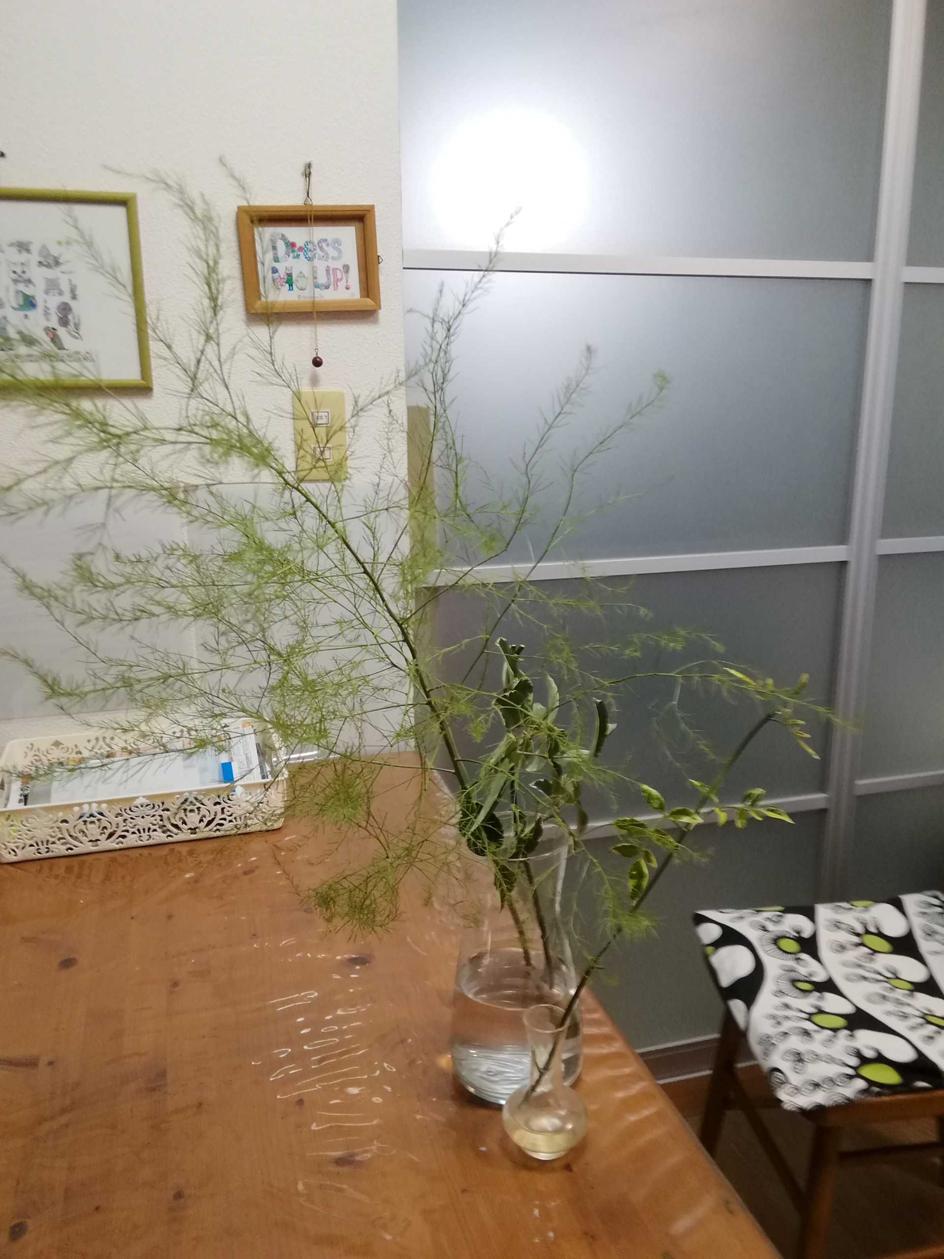 アスパラガスの葉っぱ ちゅびちゃん429のブログ 楽天ブログ