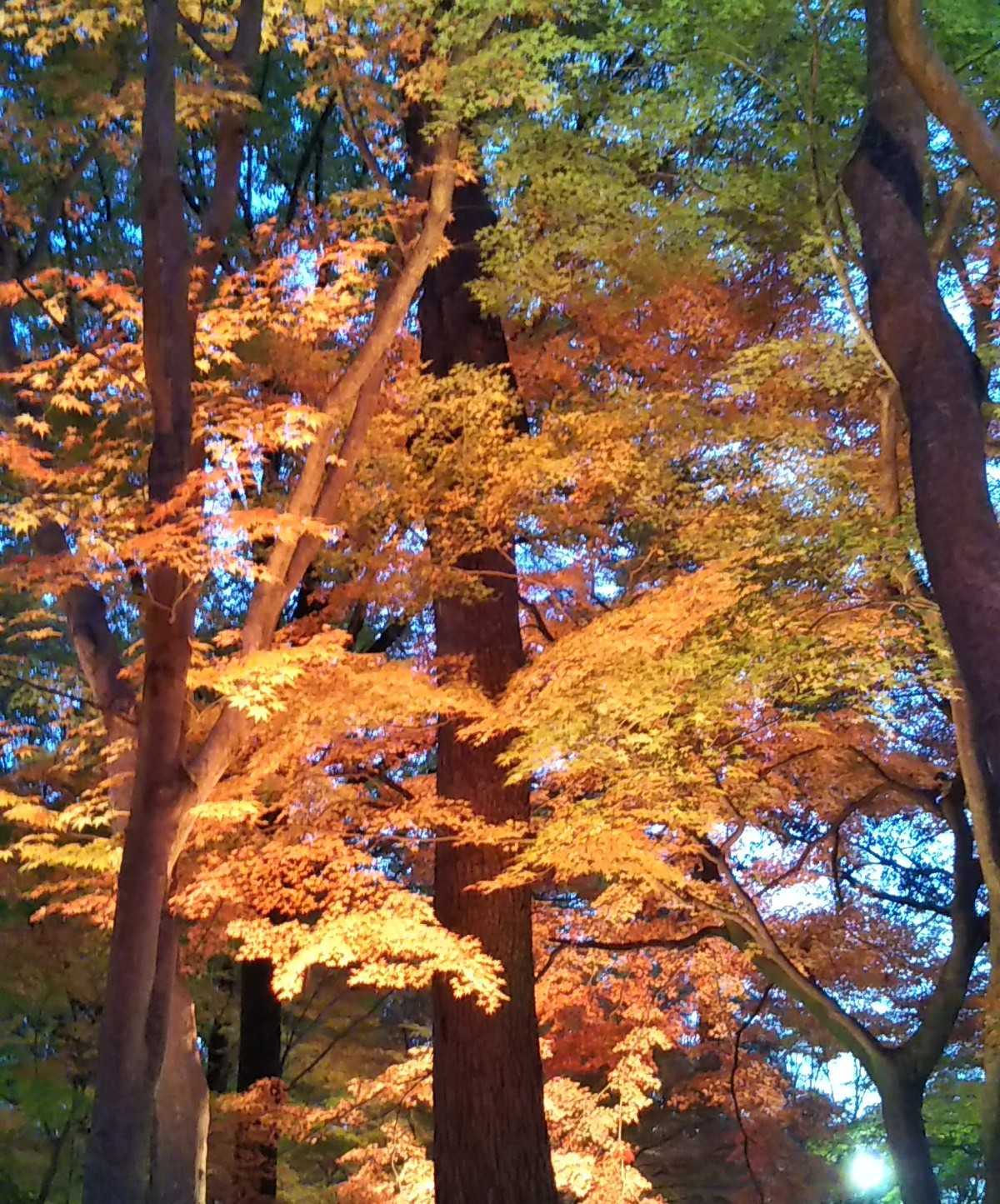 紅葉のライトアップ 立派な蟷螂 お散歩で健康的に フウの木の紅葉 ゆうのお料理日記 農業もやるよ ギフテッドの教育法も 楽天ブログ