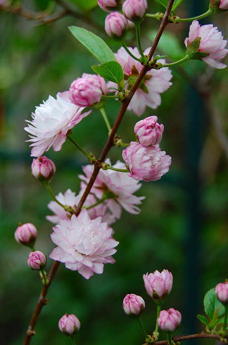 庭桜（ニワザクラ）