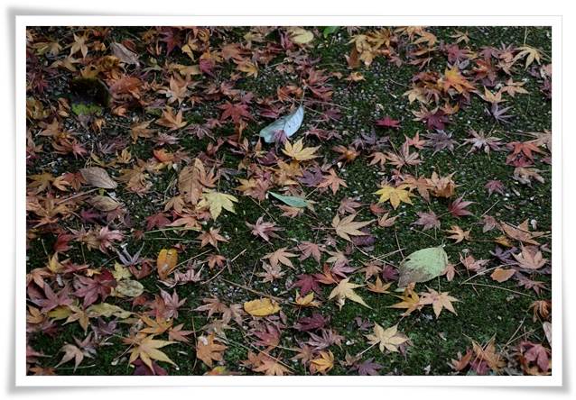 卯辰山山野草園-10 15.12.9