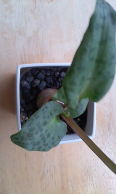 斑点