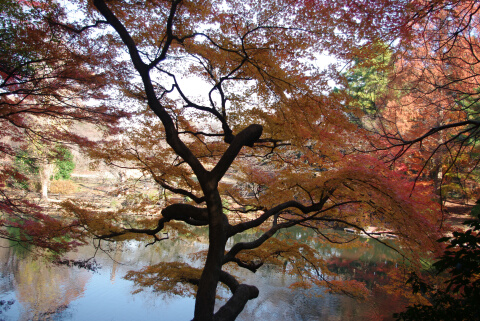 新宿御苑の紅葉