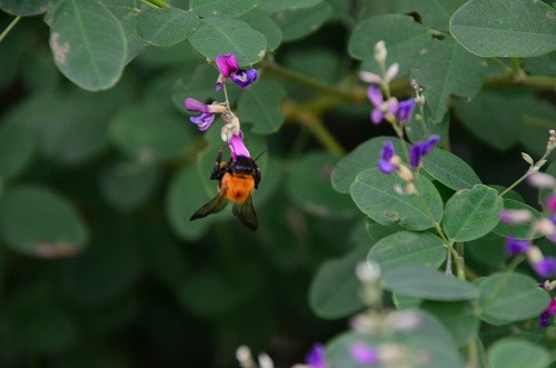 萩の花とマルハナバチ