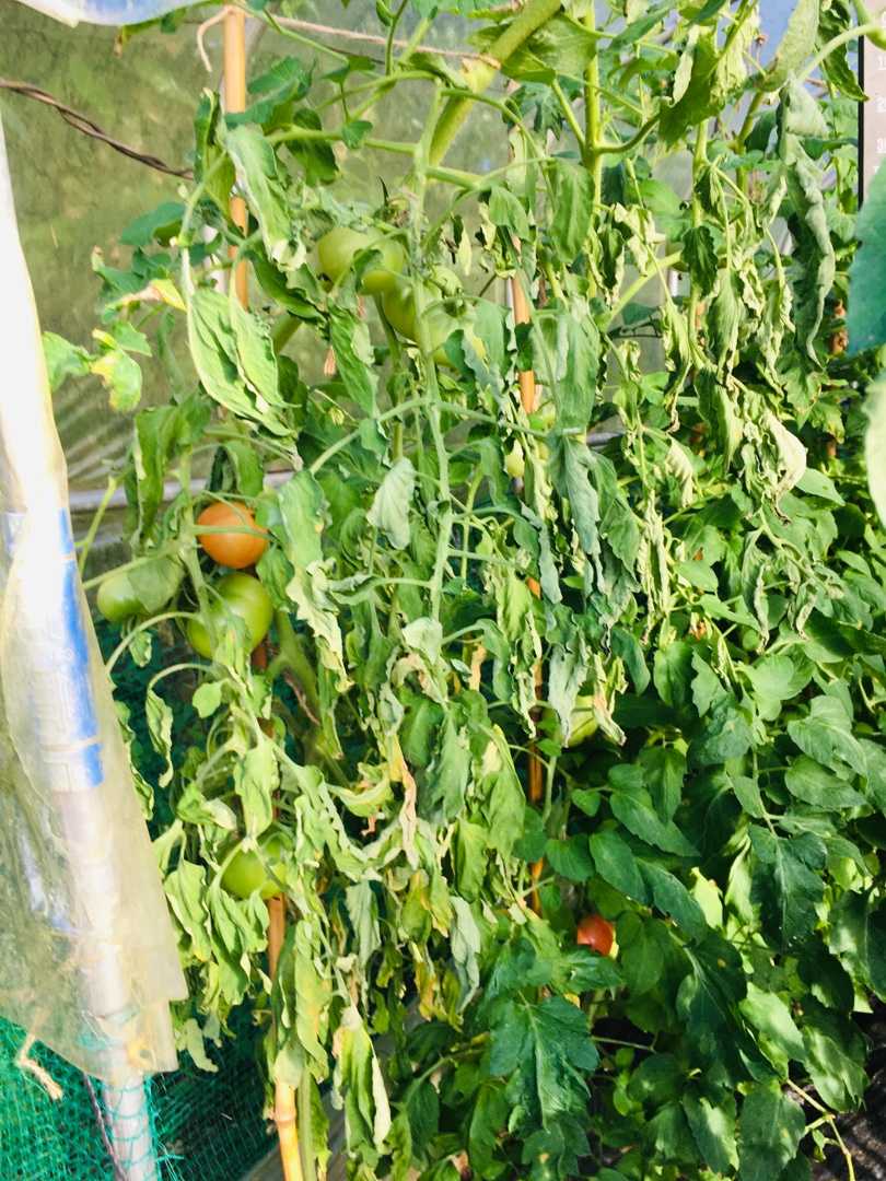 トマトの青枯病 Futtutyの菜園ブログ 楽天ブログ
