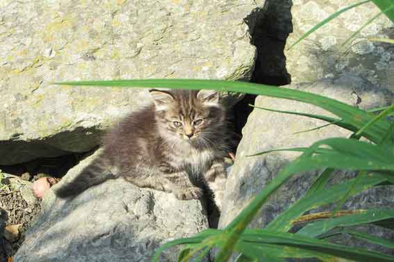 我が家のニャンコ♪2016/06/19-03