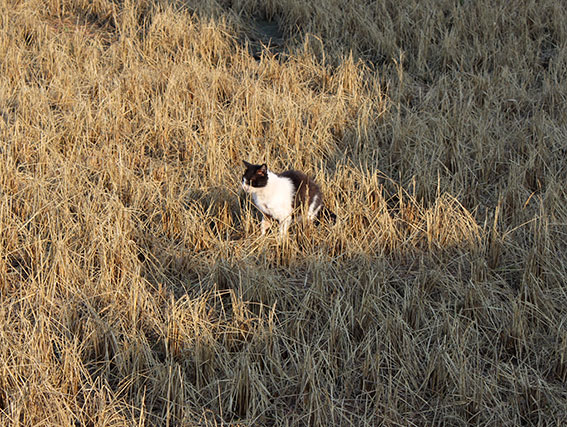 我が家のニャンコ♪2014/04/06-2